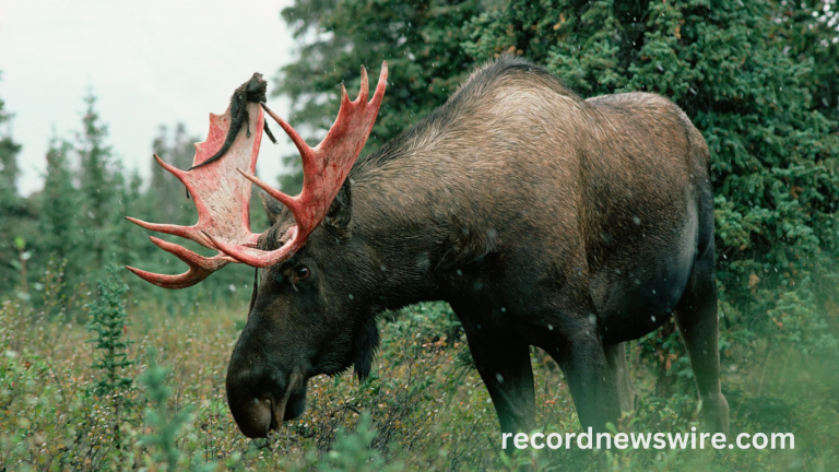 When Do Deer Shed Their Antlers And 6 Other Antler Questions