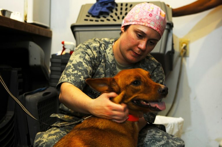 Veterinarian examining a dog during a health check at a clinic