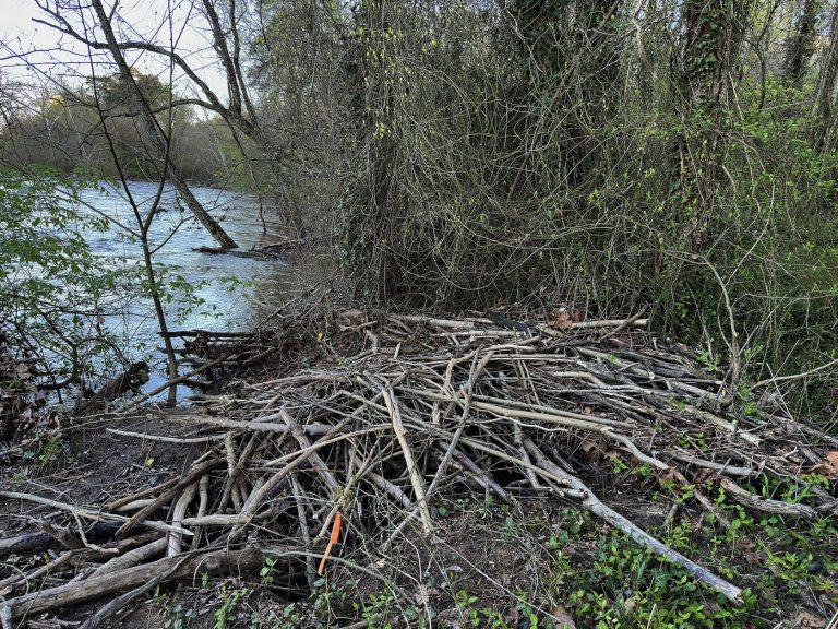 Beaver Reintroductions Deliver Measurable Flood Benefits A beaver dam on a river